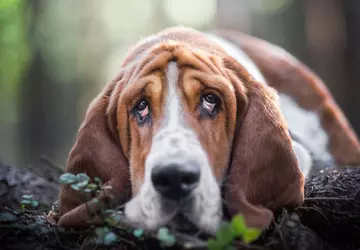 Psy nie będą się już nudzić! ...