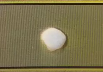 Naukowcy wyhodowali ludzki mózg, podłączyli go ...