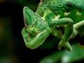 post_big/chameleon-6307349_1280.jpg