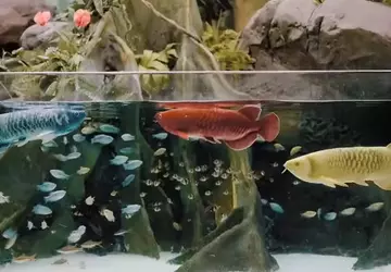 Zaskakująca Bionic Arowana: Cyber-ryba za 5 ...