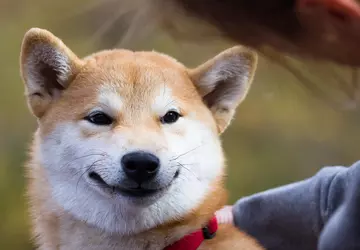 Binance rozdaje 45 000 Shiba Inu ...