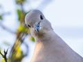 post_big/collared-dove-5248690_1280.jpg