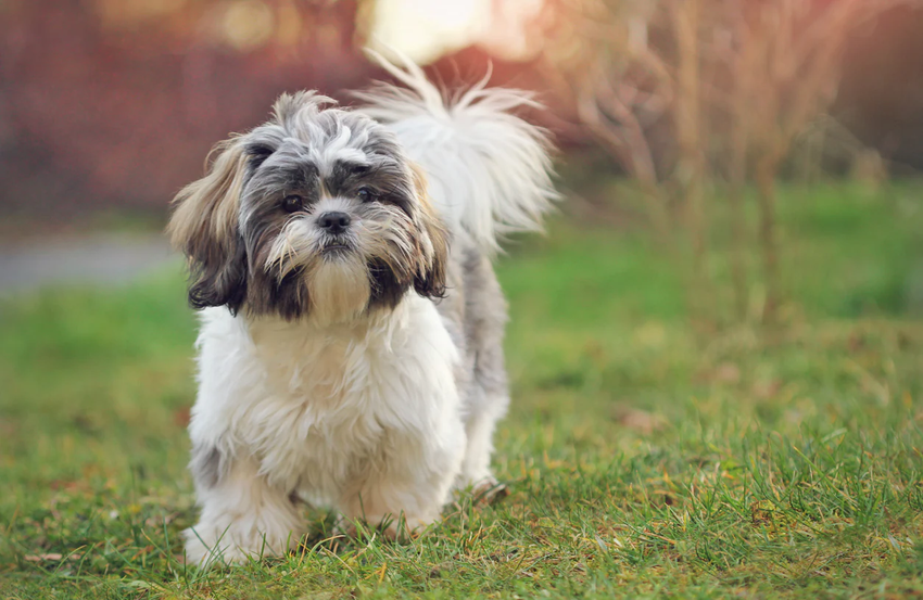 Mem kryptowalutowy Shih Tzu wzrósł o 847 800% w ciągu kilku minut