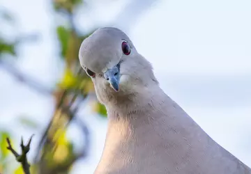 Głównym zagrożeniem dla Internetu satelitarnego są ...