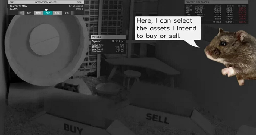 Odszedł chomik, który z powodzeniem handlował kryptowalutą