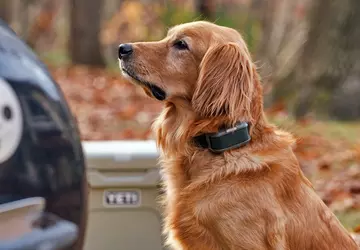 Pierwsza na świecie wirtualna smycz dla ...