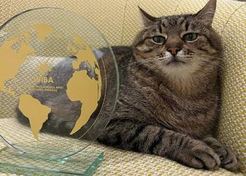 Charkowski kot Stepan otrzymał międzynarodową nagrodę ...