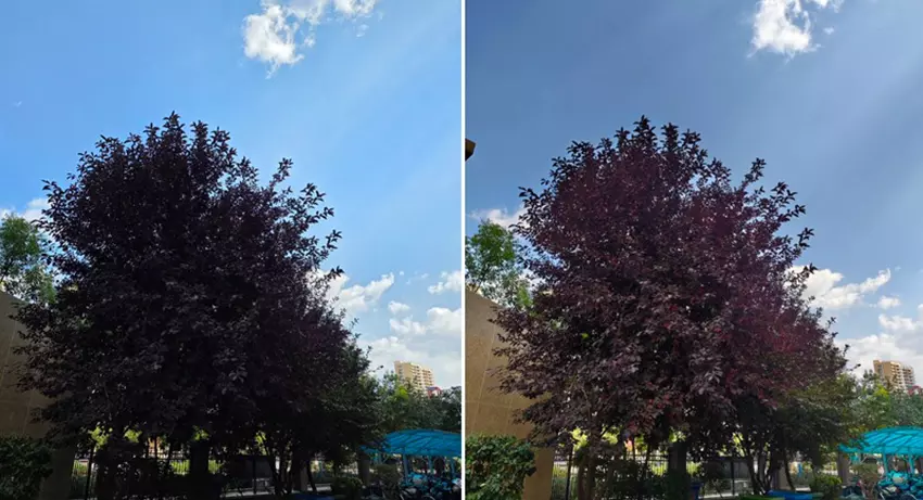 Zdjęcie drzewa, zrobione na Galaxy S25 Ultra i Xiaomi 17 Pro Max