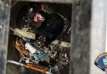 Apple AirTag pomaga uratować psa, który ...