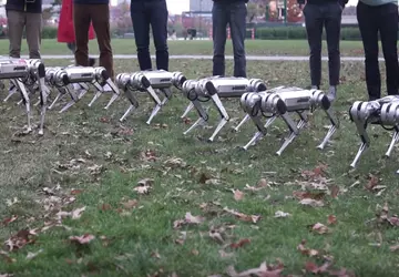 Wideo: stado psów robotów Mini Cheetah, ...