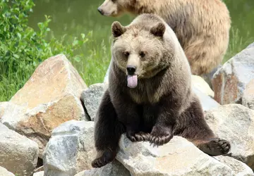 Japonia wprowadzi systemy oparte na sztucznej ...