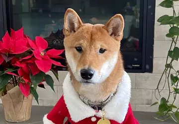 Cena Santa Floki wzrosła o 18 ...