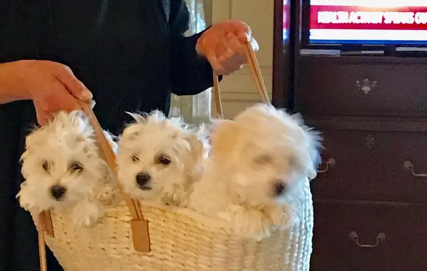 Barbra Streisand sklonować ich ukochanego psa. dwa razy