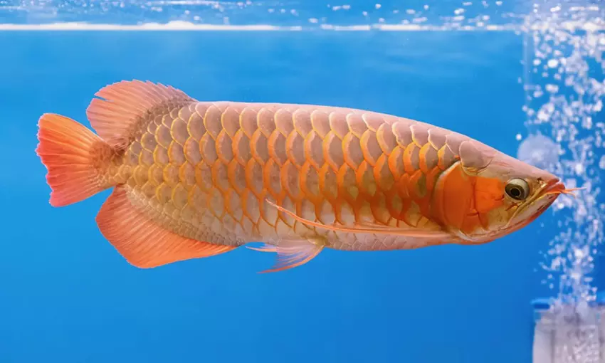 Obraz Bionic Arowana