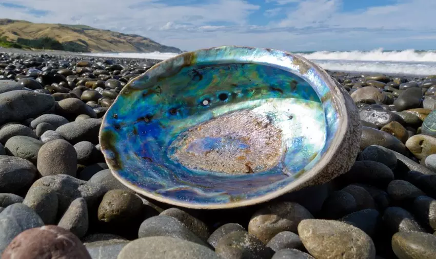 Struktura muszli morskiej może być podstawą nietłukącego się szkła dla smartfonów