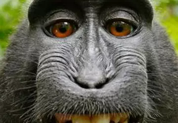 Naukowcy przywrócili wzrok małpie przy użyciu ...