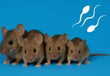 Myszy bez mamy: naukowcy wyhodowali zdrowe ...