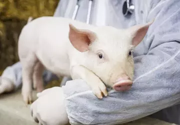 Naukowcy przywrócili funkcje komórkowe narządów u ...