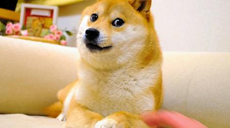 Pies Kabosu z mema Doge zmarł w swoim 18. roku życia