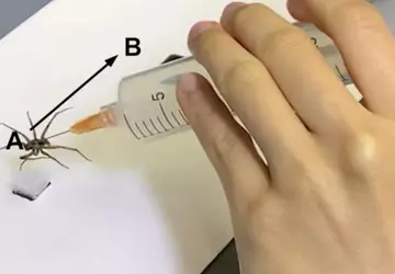 Naukowcy stworzyli z martwych pająków maleńkie ...