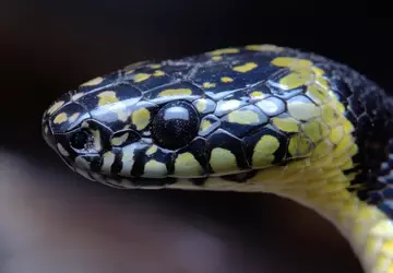 Naukowcy filmują rzadkiego wilczego węża w ...