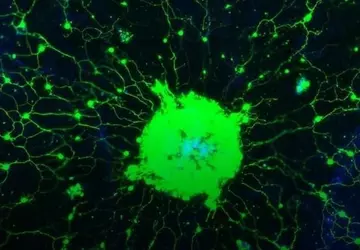 Naukowcy odkryli sposób na czytanie w ...