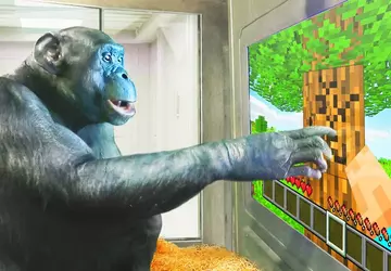 Małpa gra w Minecrafta - i ...