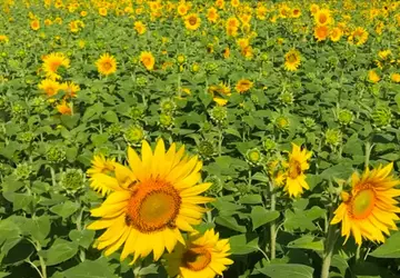 Film pokazuje, jak rośliny "oddychają" z ...