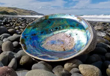 Struktura muszli morskiej może być podstawą ...