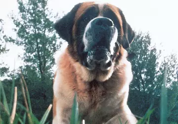 Netflix planuje nakręcić reimaginację powieści Kinga ...