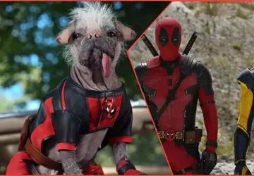Let the Dogs Go: Ryan Reynolds ...