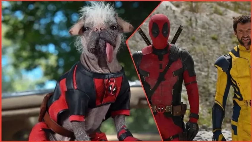 Let the Dogs Go: Ryan Reynolds ogłasza letnią premierę Deadpoola 3 i przedstawia nowego futrzastego bohatera Dogpoola