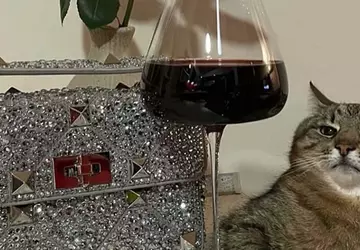 Charkowski kot Stepan zebrał 10 000 ...