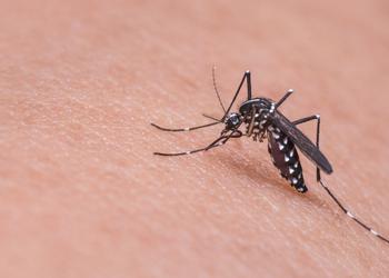 10 gadżetów do zwalczania komarów: jak ...
