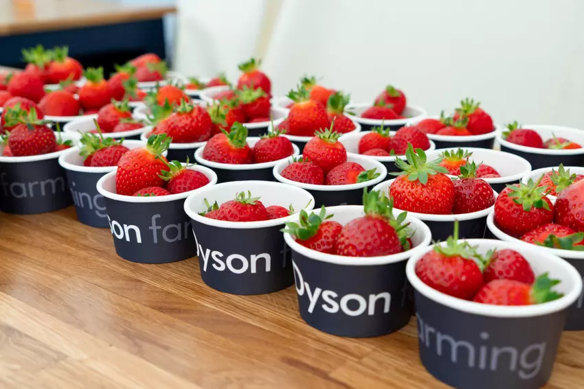 Truskawki, odkurzacze i brytyjski surrealizm — jak Dyson przerobił farmę na laboratorium przyszłości