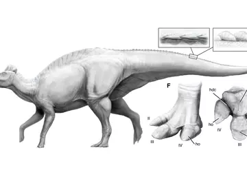 Sensacja w paleontologii: po raz pierwszy ...