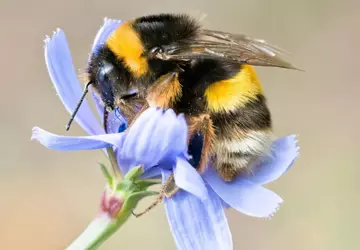 Naukowcy odkryli główny czynnik powodujący spadek ...