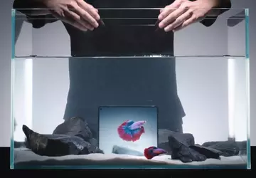 Składany smartfon Vivo X Fold 5 ...