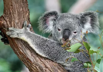 Australia legalizuje "hakowanie" mediów społecznościowych przez ...