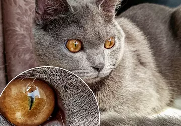 Redmi Teaseruje smartfon z 64 megapikseliami