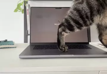 Koty nie zamkną Ci programu! Nowa ...