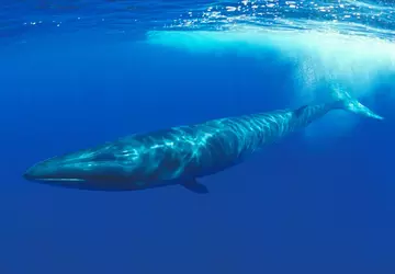 Japonia zezwala na polowanie na zagrożone ...