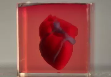 Naukowcy opublikowali pierwsze 3D serce z ...