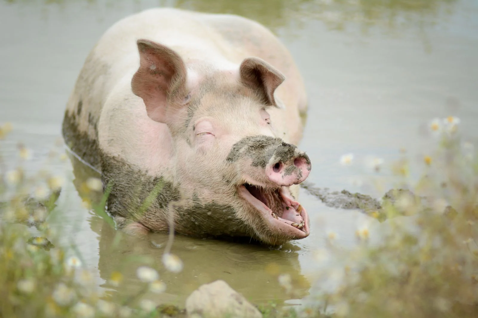 Naukowcom udało się ożywić świnię godzinę po śmierci - niektóre narządy odzyskały 100%