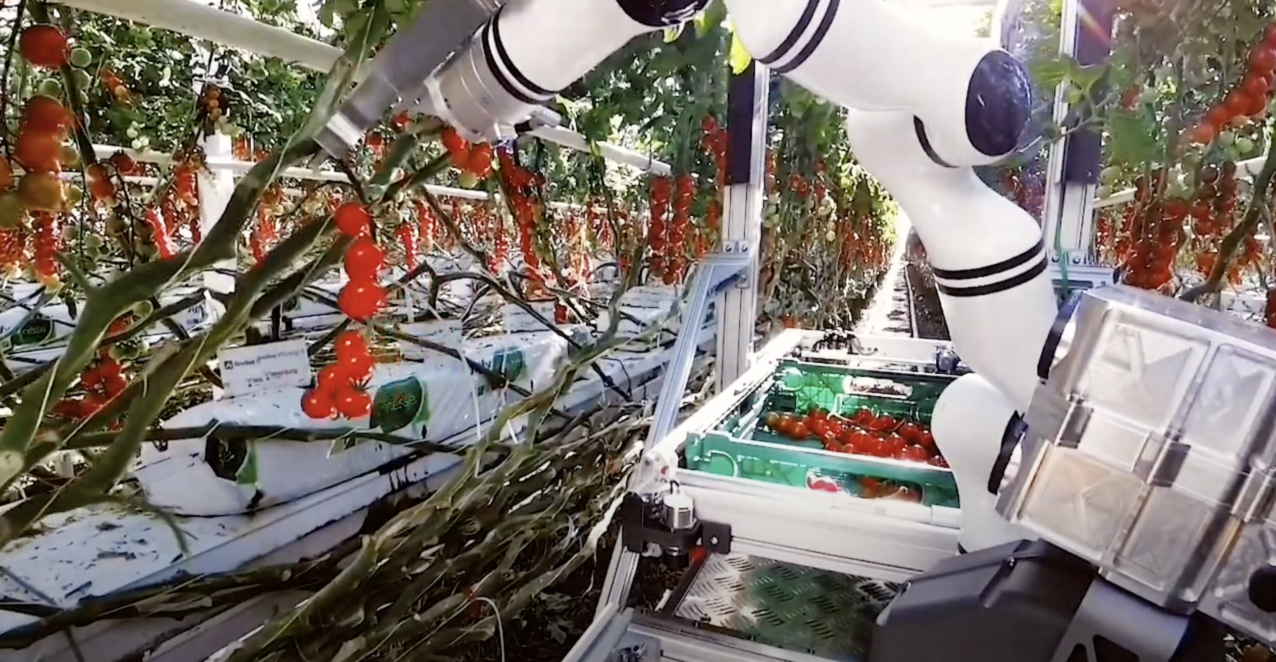 Robot szwajcarskiego startupu Floating Robotics zbiera pomidory w szklarniach (wideo)