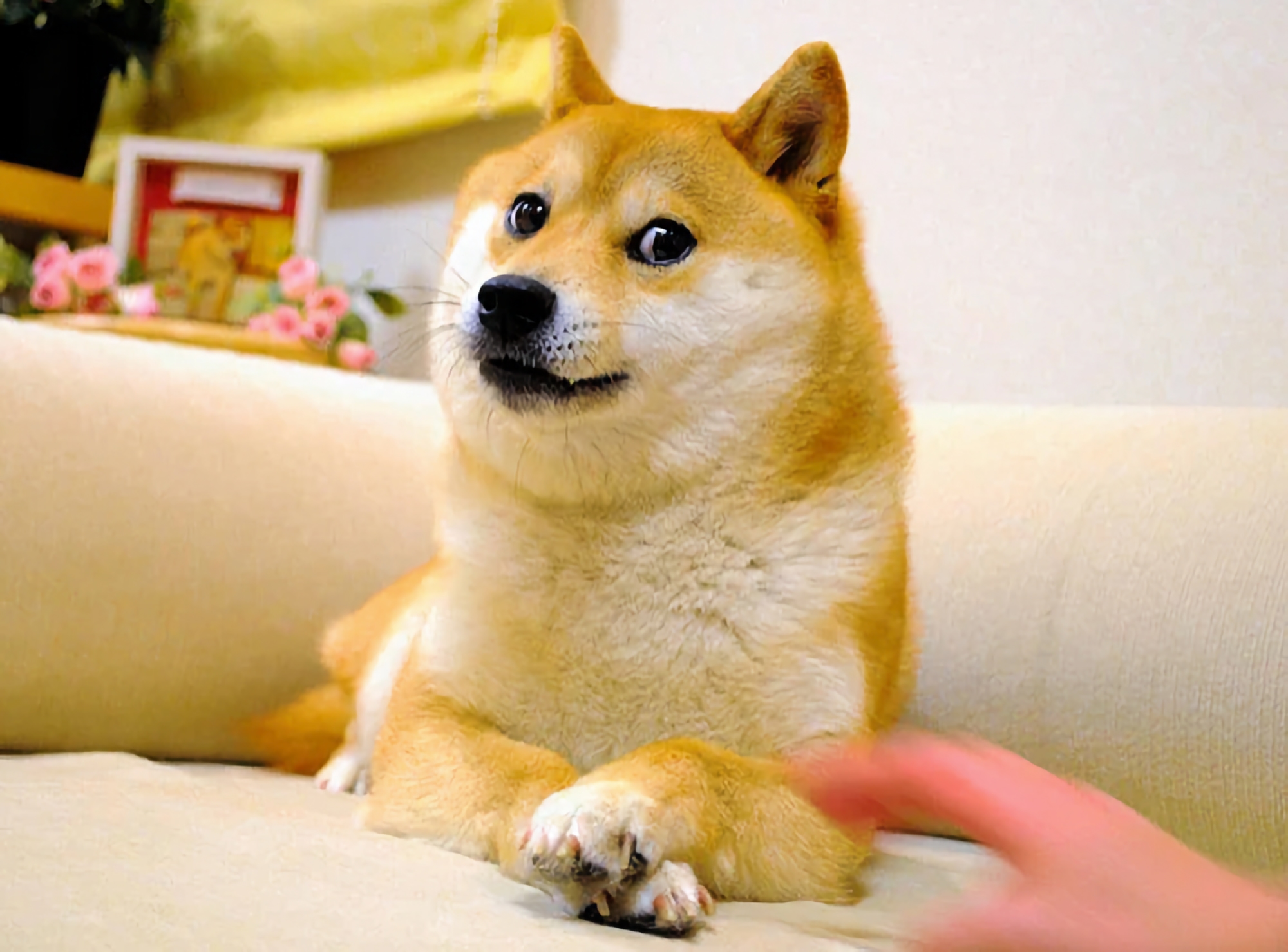 Pies Kabosu z mema Doge zmarł w swoim 18. roku życia
