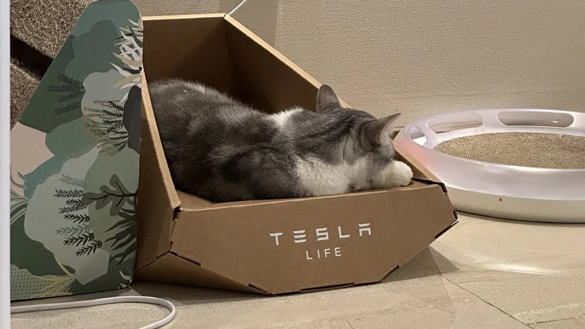 Wygląda na to, że Tesla ukradła projekt leżanki dla kota w stylu "Cybertruck" tajwańskiej firmie