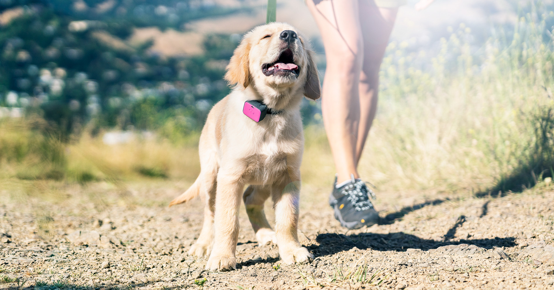 Recenzja najlepszych urządzeń śledzących GPS dla psów 2024