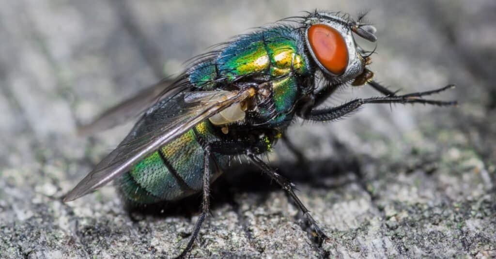 Naukowcy zhakowali mózgi much, aby były zdalnie sterowane