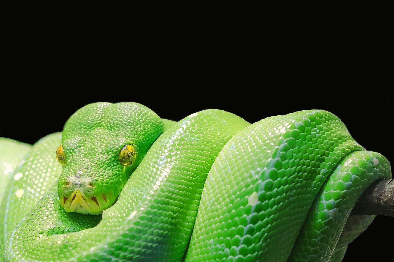 Łuskowata natura skóry węża będzie stanowić podstawę dla elastycznych baterii